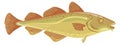 Codfish icon. Cartoon underwater animal. Seafood symbol