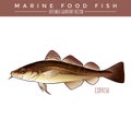 Codfish. Marine Food Fish