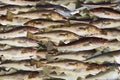 Codfishes Royalty Free Stock Photo