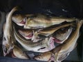 Codfishes Royalty Free Stock Photo
