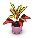 Codiaeum Excellent plant in flower pot Royalty Free Stock Photo