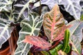 Codiaeum is a genus of red plants under the family Euphorbiaceae first described as a genus. It is native to insular Southeast Royalty Free Stock Photo