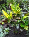 Codiaeum motley Codiaeum variegatum L. Rumph. ex A.Juss. with water drops on leaves