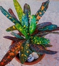 Codiaeum variegatum a beautiful interior& x27;s plant with colourful leaves