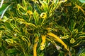 Codiaeum variegatum, nature in the garden, Bangkok, Thailand, Thailand`s