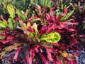 Codiaeum variegatum Mammy Croton Colorful Shrub Royalty Free Stock Photo