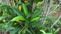 Codiaeum variegatum (Croton, Variegated Laurel, Garden Croton, Orange Jessamine, puring) in the garden