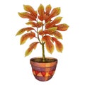 Codiaeum variegatum, fire croton, garden croton, or variegated croton in the pot hand drawn marker illustration