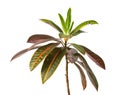 Codiaeum variegatum garden croton or variegated croton foliage, Croton leaves on branch isolated on white background