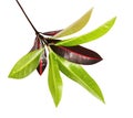 Codiaeum variegatum garden croton foliage with flowers, Croton leaves on branch isolated on white background