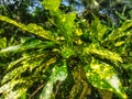 Codiaeum variegatum Royalty Free Stock Photo