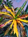 Codiaeum variegatum is a popular yard ornamental plant in the form of a shrub with very varied leaf shapes and colors.