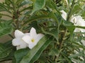 Codiaeum variegatum Royalty Free Stock Photo