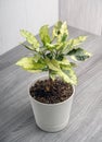 Codiaum Tamara - variegated croton with variegated leaves
