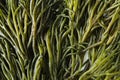 Codium fragile. Macro photograph of green algae Royalty Free Stock Photo