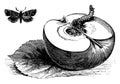 Codlin Moth and Grub in an Apple vintage illustration