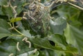 Codling moth caterpillars in silky web on an apple tree branch. Tent silkworm caterpillars in special silk tents land on tree Royalty Free Stock Photo