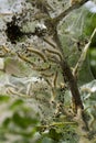 Codling moth caterpillars in silky web on an apple tree branch. Tent silkworm caterpillars in special silk tents land on tree Royalty Free Stock Photo