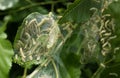 Codling moth caterpillars in silky web on an apple tree branch. Tent silkworm caterpillars in special silk tents land on tree Royalty Free Stock Photo