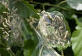 Codling moth caterpillars in silky web on an apple tree branch. Tent silkworm caterpillars in special silk tents land on tree Royalty Free Stock Photo