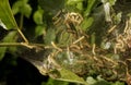 Codling moth caterpillars in silky web on an apple tree branch. Tent silkworm caterpillars in special silk tents land on tree Royalty Free Stock Photo