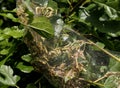 Codling moth caterpillars in silky web on an apple tree branch. Tent silkworm caterpillars in special silk tents land on tree Royalty Free Stock Photo