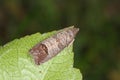 The codling moth Cydia pomonella is a member of the Lepidopteran family Tortricidae. It is major pests to agricultural crops