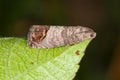 The codling moth Cydia pomonella is a member of the Lepidopteran family Tortricidae. It is major pests to agricultural crops, ma Royalty Free Stock Photo