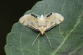 Codling moth on leaf, Cydia pomonella, Satara, Maharashtra,