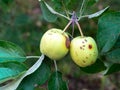 Codling moth pest damage on apple fruit tree. Cydia pomonella.