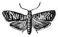 Codling Moth, vintage illustration