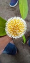 This is a cadam flower