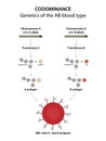 Codominance. Type AB blood is an example of codominance in humans.