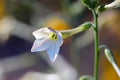 Codonopsis flower close-up.