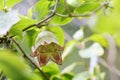 The flower of Codonopsis lanceolat