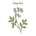 Codonopsis pilosula, or dang shen, or poor man s ginseng. medicinal plant