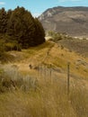 Cody, Wyoming, USA, shows hilly farmland & fence with pine trees and mountains with blue sky beyond.