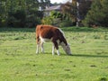 Coe Fen meadowland cattle in Cambridge