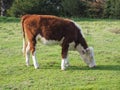 Coe Fen meadowland cattle in Cambridge