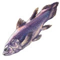 Coelacanth fish, latimeria chalumnae, isolated, watercolor illustration on white