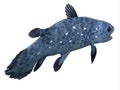 Coelacanth Fish Tail