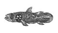 Coelacanth or Latimeria