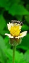 Coelioxys Bee Insects on Yellow Tridax Daisy Flower