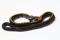 Coelognathus flavolineatus, the black copper rat snake or yellow striped snake, Royalty Free Stock Photo