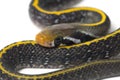 Coelognathus flavolineatus, the black copper rat snake or yellow striped snake, Royalty Free Stock Photo