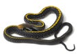 Coelognathus flavolineatus, the black copper rat snake or yellow striped snake, Royalty Free Stock Photo