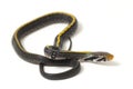 Coelognathus flavolineatus, the black copper rat snake or yellow striped snake,