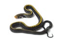 Coelognathus flavolineatus, the black copper rat snake or yellow striped snake, Royalty Free Stock Photo