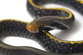 Coelognathus flavolineatus, the black copper rat snake or yellow striped snake, Royalty Free Stock Photo