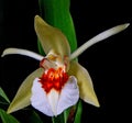 Coelogyne Royalty Free Stock Photo